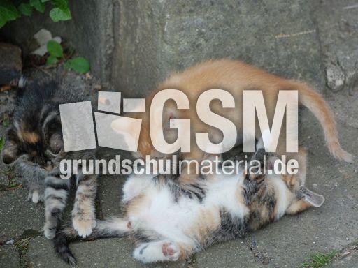 Junge Katzen2.JPG